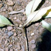 Image of Amorphophallus bufo  Ridl..