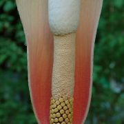 Image of Amorphophallus bulbifer  (Roxb.) Bl..