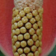 Image of Amorphophallus bulbifer  (Roxb.) Bl..