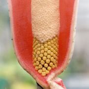 Image of Amorphophallus bulbifer  (Roxb.) Bl..