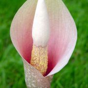 Image of Amorphophallus bulbifer  (Roxb.) Bl..