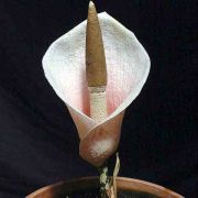 Image of Amorphophallus bulbifer  (Roxb.) Bl..