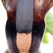 Image of Amorphophallus calabaricus  N. E. Br..