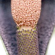 Image of Amorphophallus calabaricus  N. E. Br..