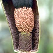 Image of Amorphophallus calabaricus  N. E. Br..