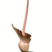 Image of Amorphophallus canaliculatus  Ittenb., Hett. & Lobin.