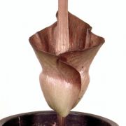 Image of Amorphophallus canaliculatus  Ittenb., Hett. & Lobin.