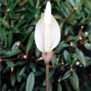 Image of Amorphophallus carneus  Ridl..