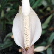 Image of Amorphophallus carneus  Ridl..