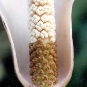 Image of Amorphophallus carneus  Ridl..