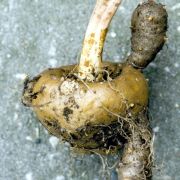 Image of Amorphophallus carneus  Ridl..