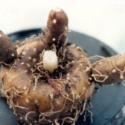 Image of Amorphophallus cicatricifer  Hett..