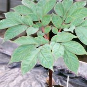 Image of Amorphophallus cicatricifer  Hett..