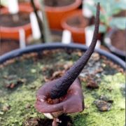 Image of Amorphophallus cirrifer  Stapf.