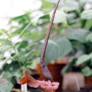 Image of Amorphophallus cirrifer  Stapf.