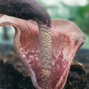 Image of Amorphophallus cirrifer  Stapf.