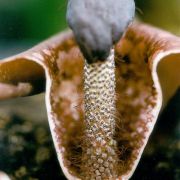 Image of Amorphophallus cirrifer  Stapf.