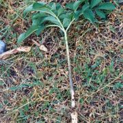 Image of Amorphophallus cirrifer  Stapf.