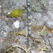 Image of Amorphophallus cirrifer  Stapf.