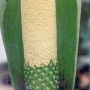 Image of Amorphophallus coaetaneus  Liu & Wei.