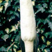 Image of Amorphophallus coaetaneus  Liu & Wei.