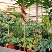 Image of Amorphophallus commutatus  (Schott) Engl..