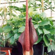 Image of Amorphophallus commutatus  (Schott) Engl..