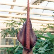 Image of Amorphophallus commutatus  (Schott) Engl..