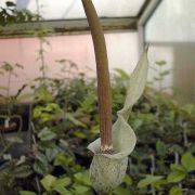 Image of Amorphophallus consimilis  Bl..