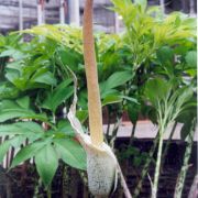 Image of Amorphophallus consimilis  Bl..