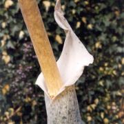 Image of Amorphophallus consimilis  Bl..