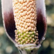 Image of Amorphophallus consimilis  Bl..