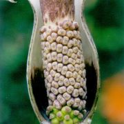 Image of Amorphophallus consimilis  Bl..