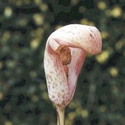 Image of Amorphophallus corrugatus  N.E. Br..