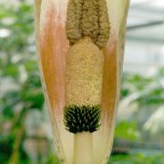 Image of Amorphophallus corrugatus  N.E. Br..