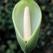 Image of Amorphophallus coudercii  (Bogn.) Bogn..