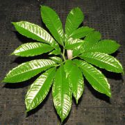 Image of Amorphophallus crispifolius  A. Galloway, A. Ongsakul, & P. Schmidt.