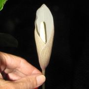 Image of Amorphophallus crispifolius  A. Galloway, A. Ongsakul, & P. Schmidt.