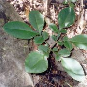 Image of Amorphophallus cruddasianus  Prain ex Engl..