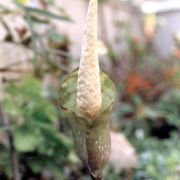 Image of Amorphophallus cruddasianus  Prain ex Engl..