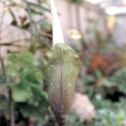 Image of Amorphophallus cruddasianus  Prain ex Engl..