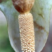 Image of Amorphophallus cruddasianus  Prain ex Engl..