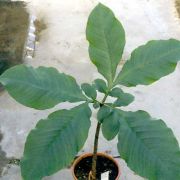 Image of Amorphophallus cruddasianus  Prain ex Engl..