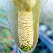 Image of Amorphophallus cruddasianus  Prain ex Engl..