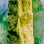 Image of Amorphophallus cruddasianus  Prain ex Engl..