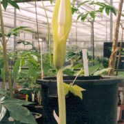 Image of Amorphophallus curvistylis  Hett..