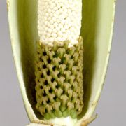 Image of Amorphophallus curvistylis  Hett..