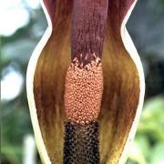 Image of Amorphophallus dactylifer  Hett..