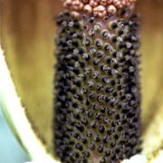 Image of Amorphophallus dactylifer  Hett..