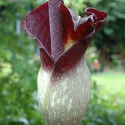 Image of Amorphophallus declinatus  Hett..